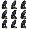 Crows